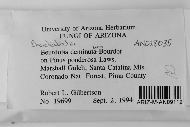 Basidiodendron deminutum image