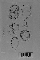 Prospodium bicolor image