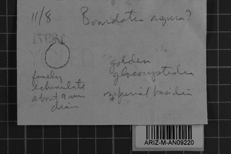 Bourdotia kipukaensis image