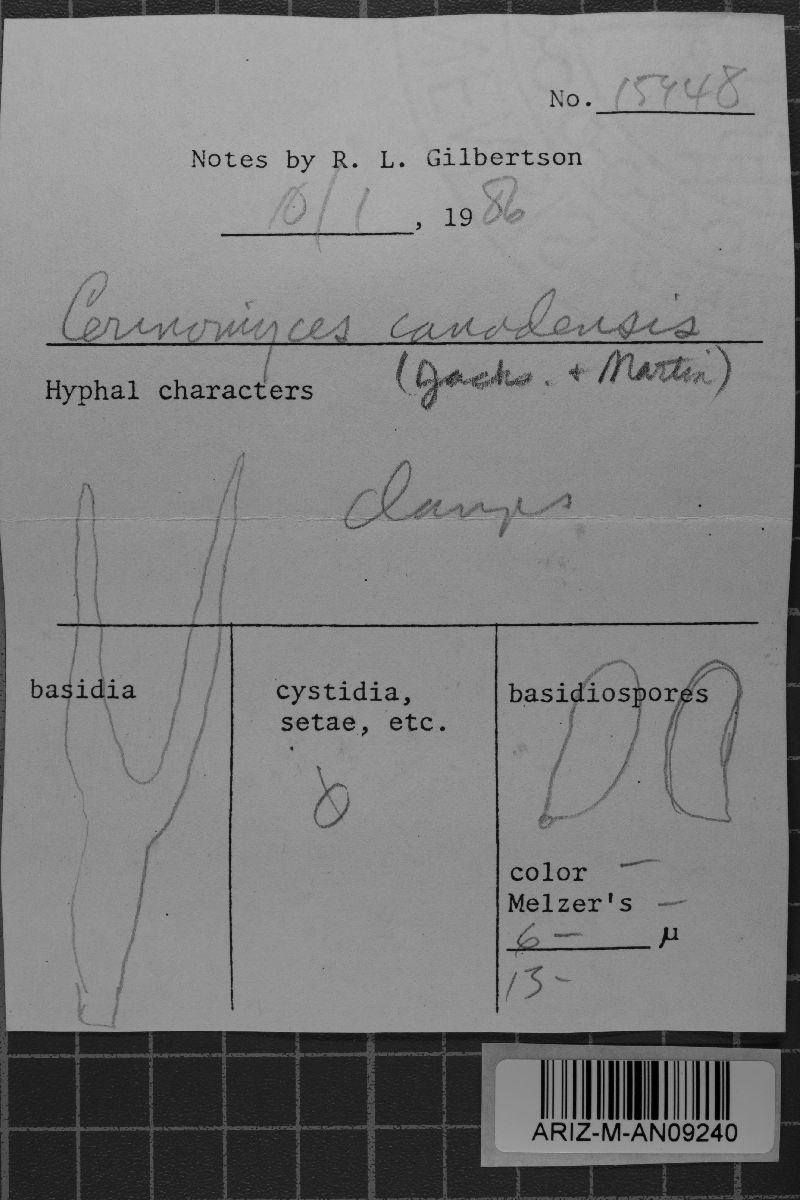 Cerinomyces canadensis image