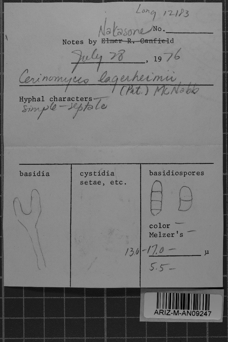 Cerinomyces lagerheimii image