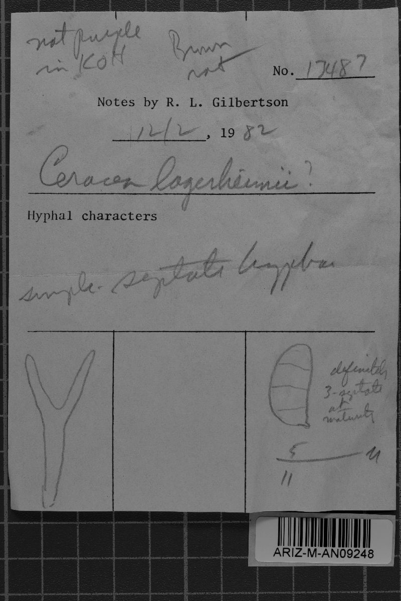 Cerinomyces lagerheimii image