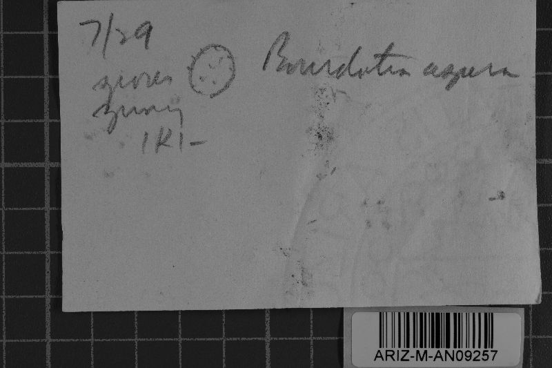 Sebacina aspera image