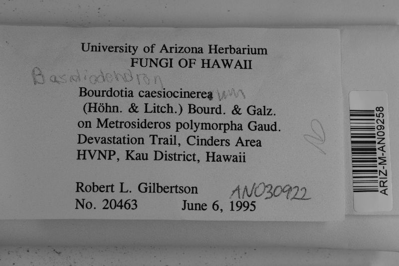Basidiodendron caesiocinereum image