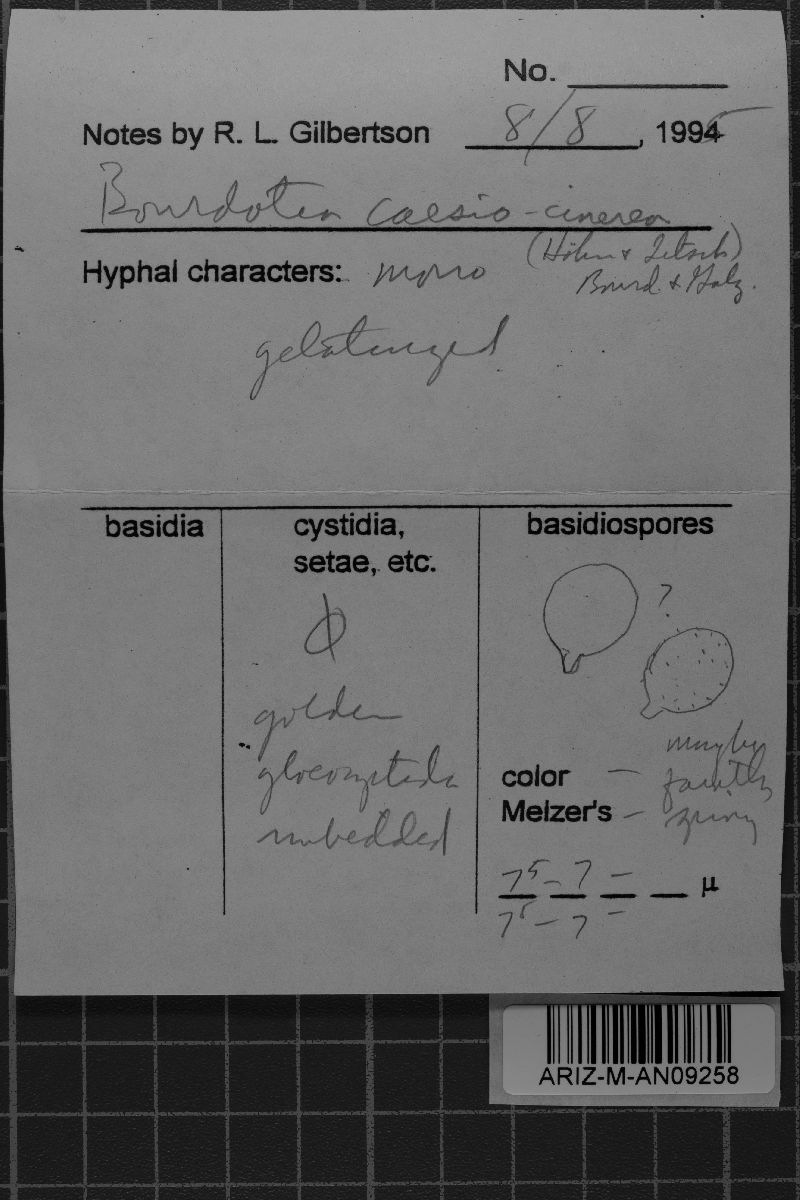 Basidiodendron image