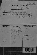 Basidiodendron caesiocinereum image