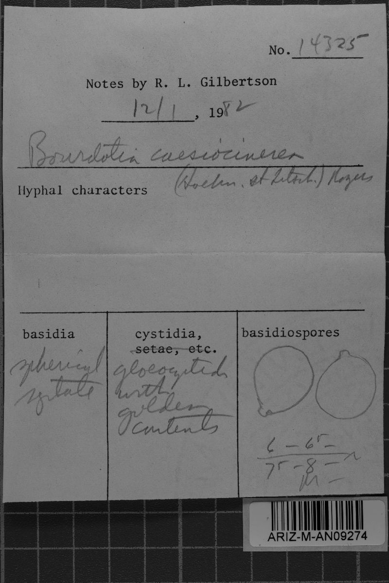 Basidiodendron image