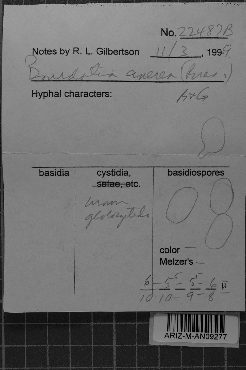Basidiodendron image