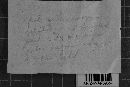 Dacryopinax spathularia image