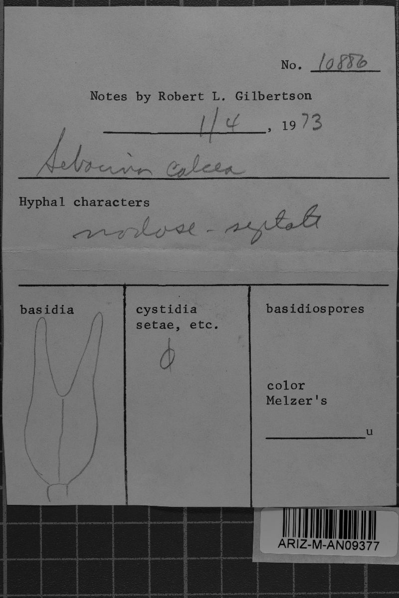 Exidiopsis calcea image