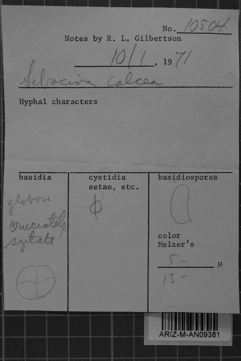 Exidiopsis calcea image