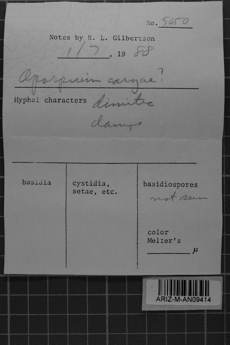 Protomerulius caryae image