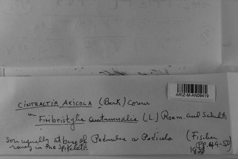 Cintractia axicola image