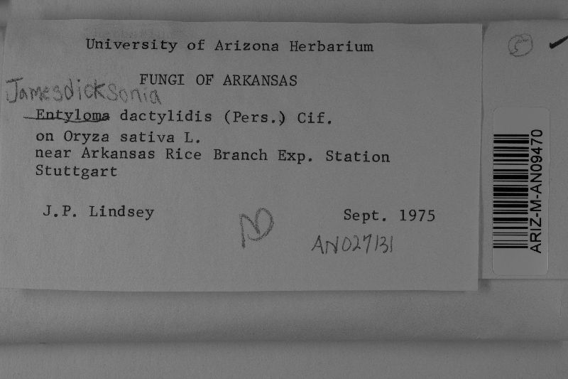 Jamesdicksonia dactylidis image