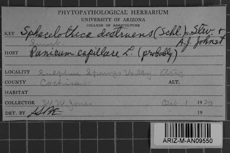 Sporisorium destruens image