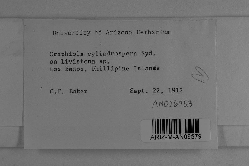 Graphiola cylindrospora image