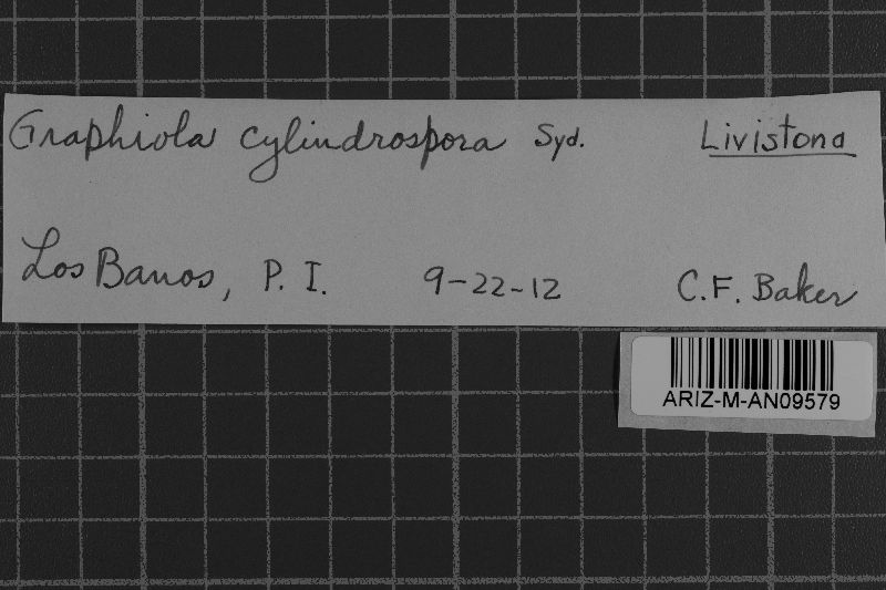 Graphiola cylindrospora image