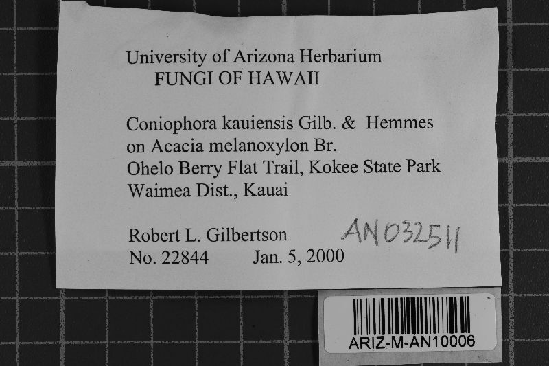 Coniophora kauaiensis image