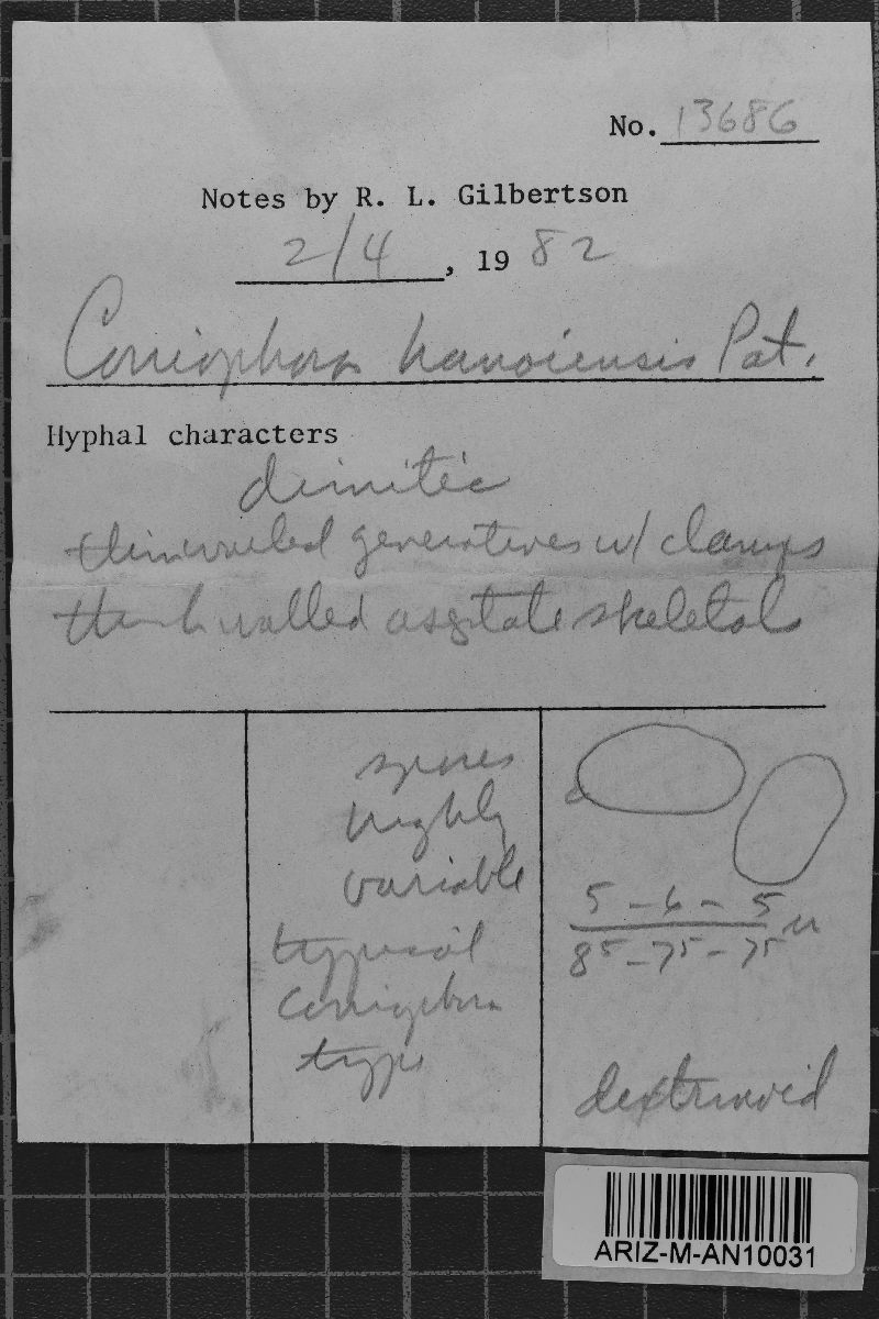 Coniophora hanoiensis image