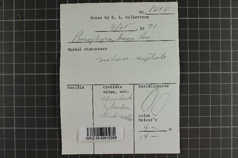 Chaetoderma luna image