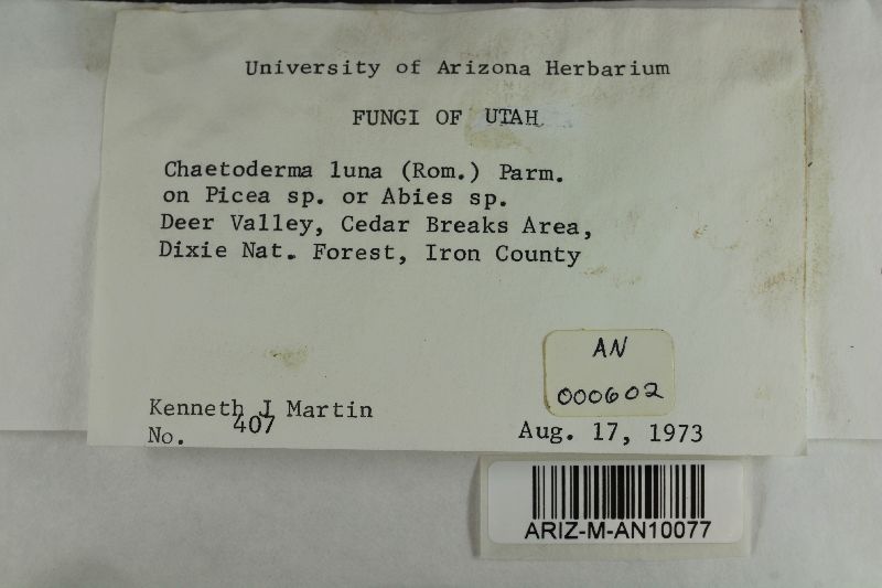 Chaetoderma luna image