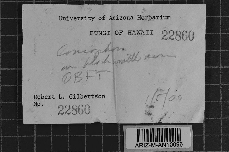 Coniophora kauaiensis image