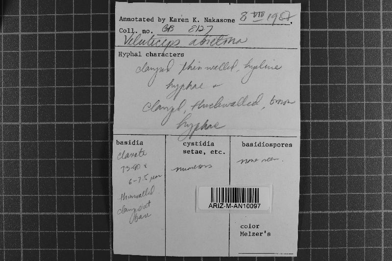 Veluticeps abietina image