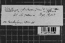 Veluticeps abietina image