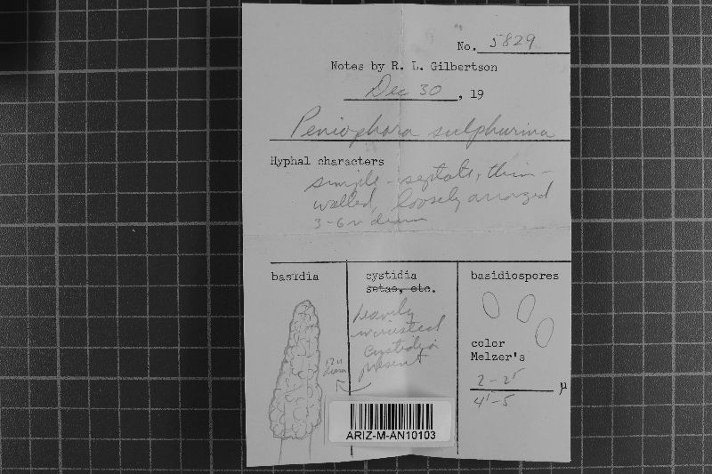 Ceraceomyces image