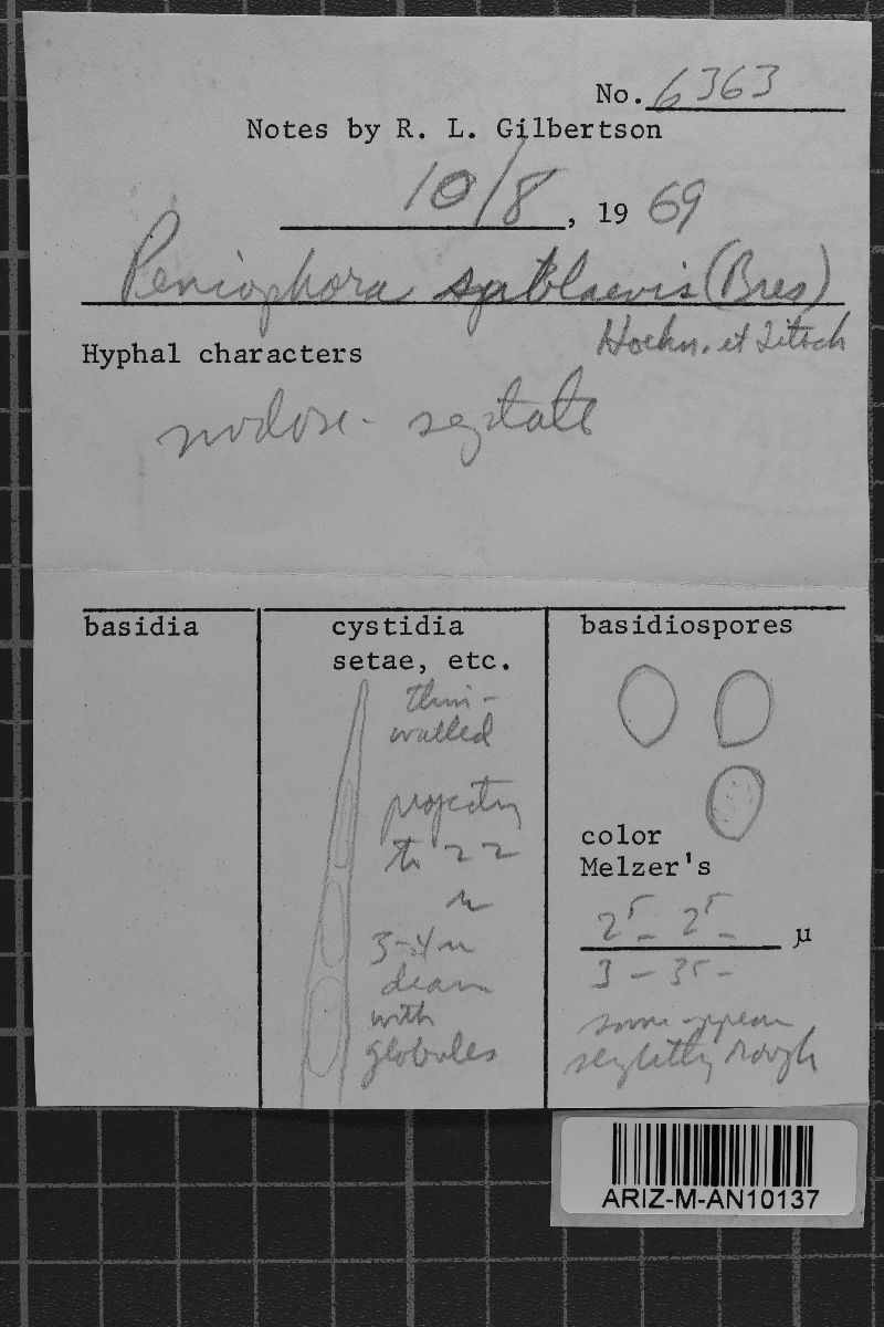 Ceraceomyces sublaevis image