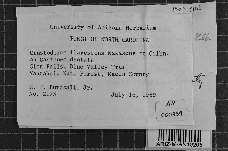 Crustoderma flavescens image