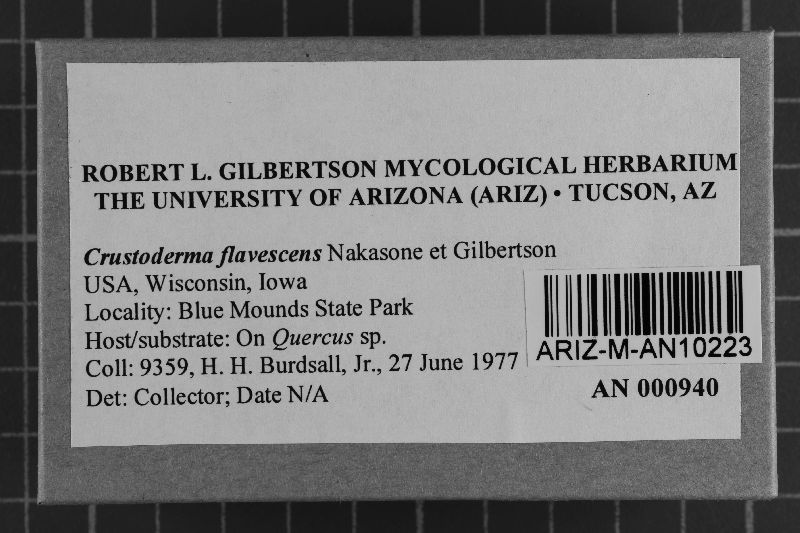 Crustoderma image