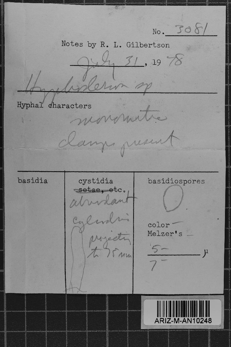 Crustoderma flavescens image