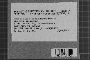 Crustoderma flavescens image