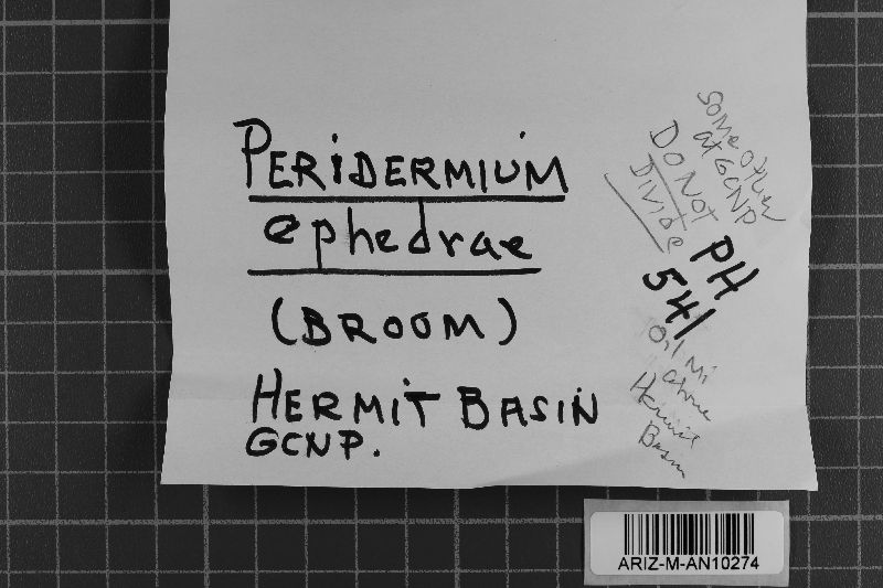 Peridermium image