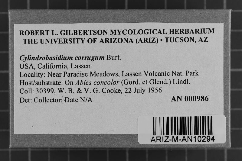 Cylindrobasidium corrugum image