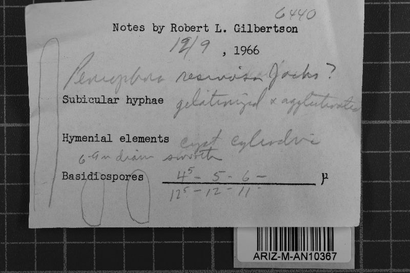 Crustoderma image