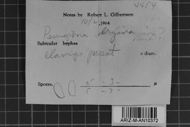 Crustoderma dryinum image
