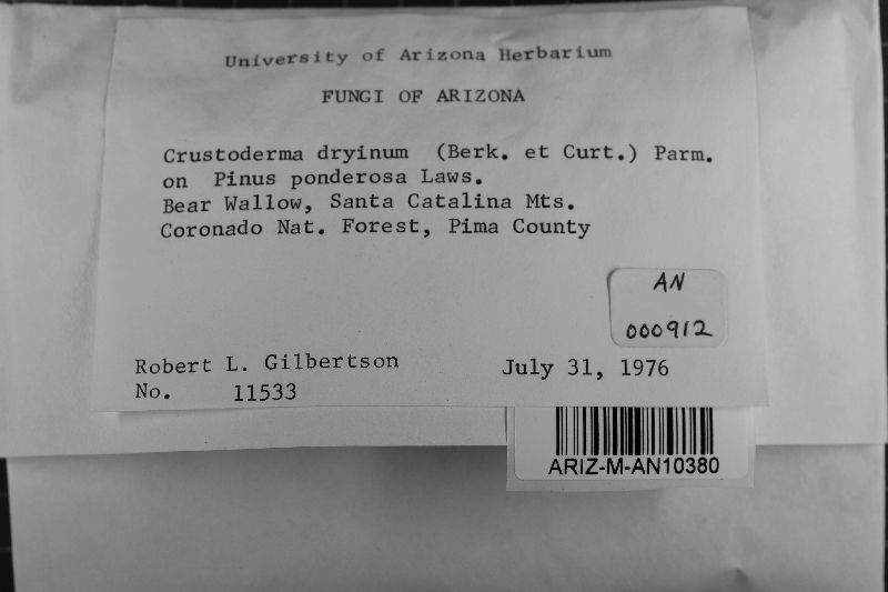 Crustoderma image
