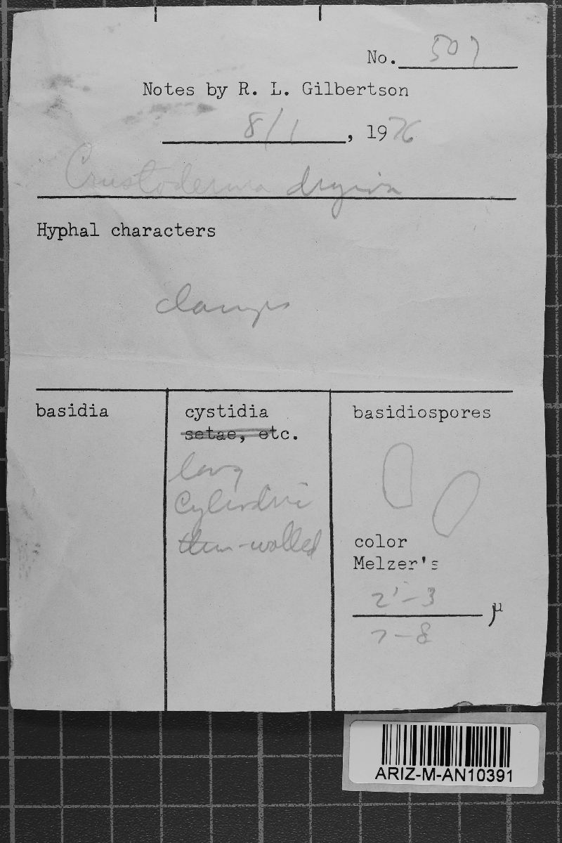 Crustoderma dryinum image