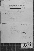 Crustoderma dryinum image