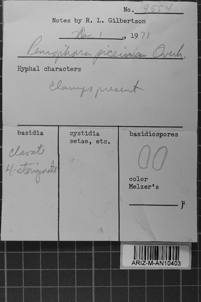 Cystostereum pini-canadense image