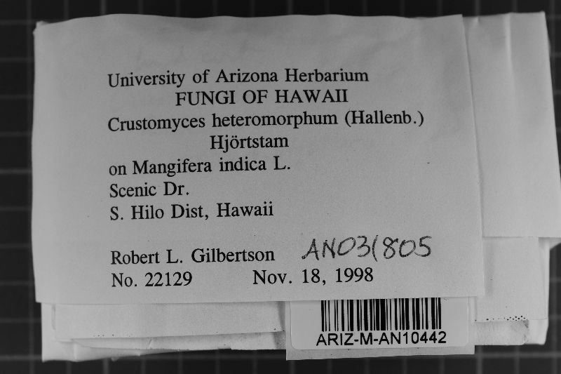 Cystostereum heteromorphum image