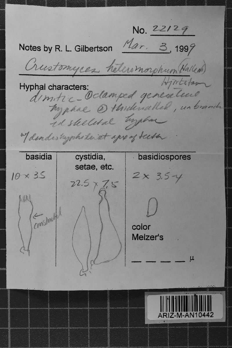 Cystostereum heteromorphum image