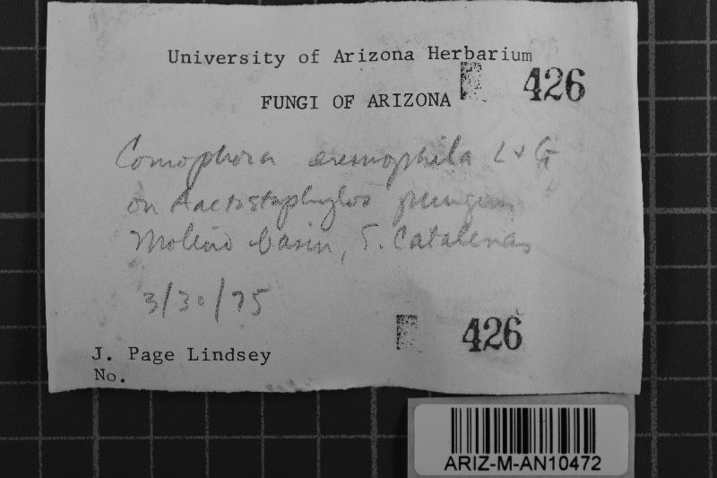 Coniophora eremophila image
