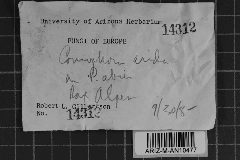 Coniophora arida image
