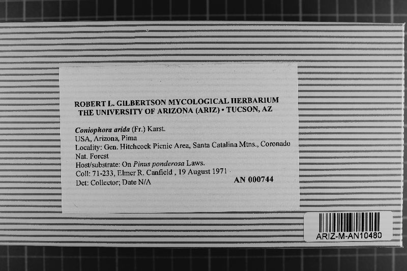 Coniophora arida image