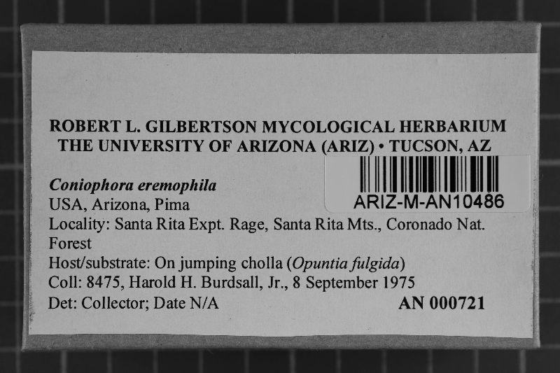 Coniophora eremophila image