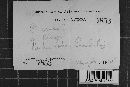 Coniophora arida image