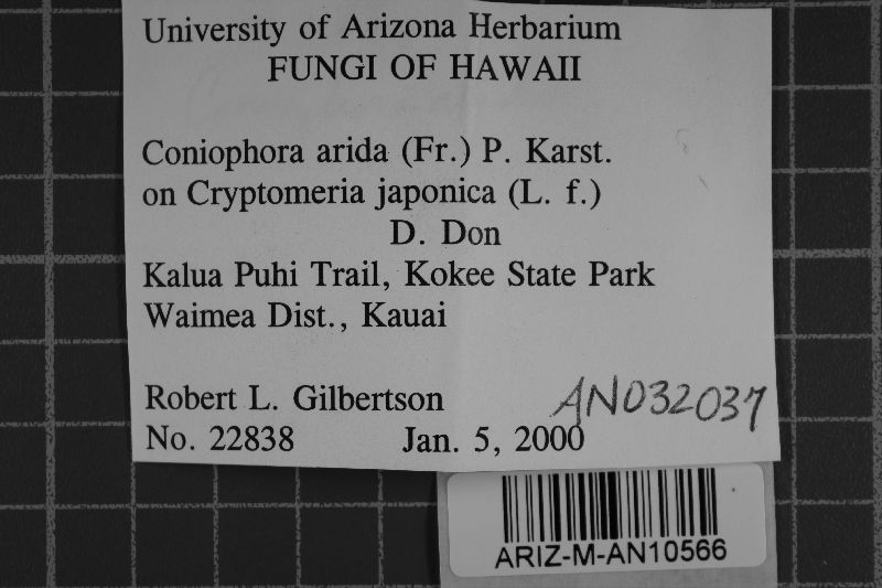 Coniophora arida image